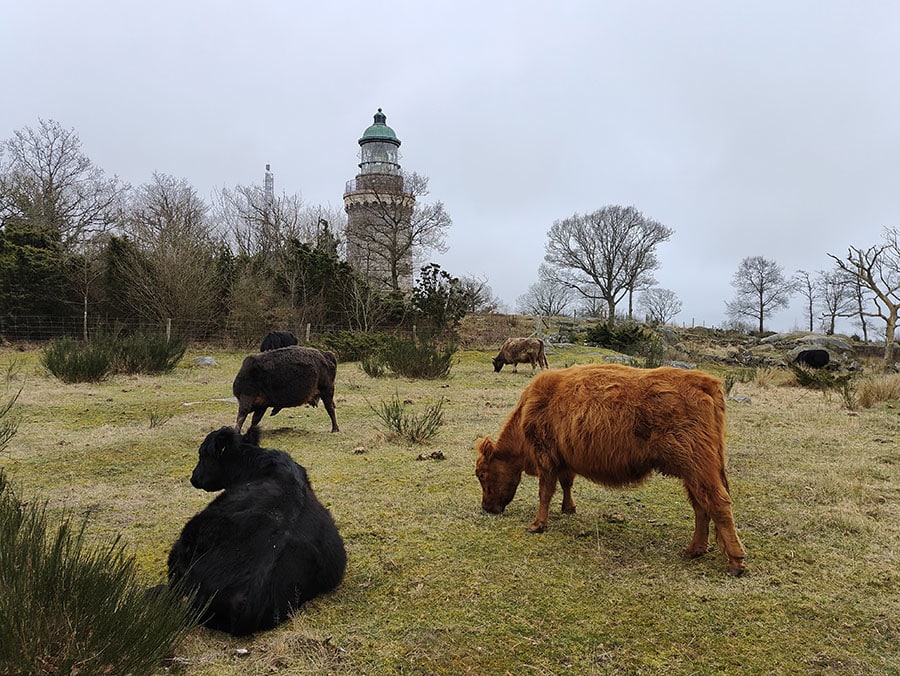 Græssende kvæg ved vandreruten ved Hammeren Fyr på Bornholm