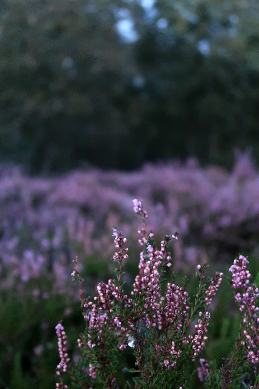 Vandresti med blomstrende lyng